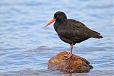 Sooty Oystercatcher